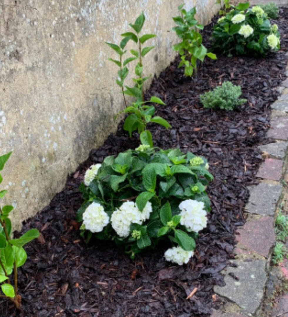 Mulching and Planting
